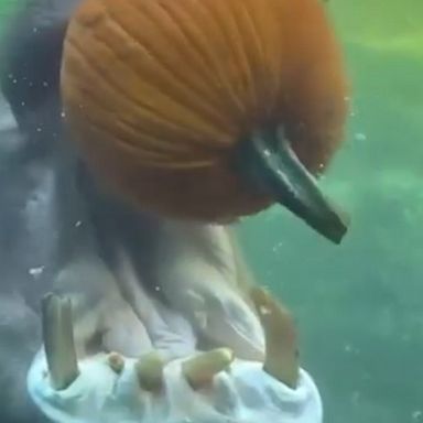 No one is more excited about Halloween than Timothy the hippo enjoying a pumpkin at the San Antonio Zoo. 