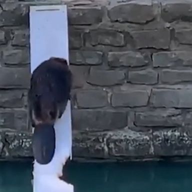 Officers helped rescue a trapped beaver in a 30-minute operation by creating a makeshift ramp for the animal to climb out to safety.