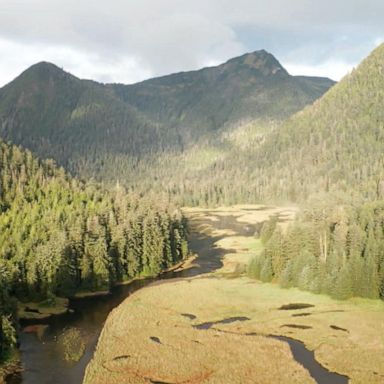 VIDEO: Tug of war over Alaska's Tongass National Forest, called the 'lungs of America'