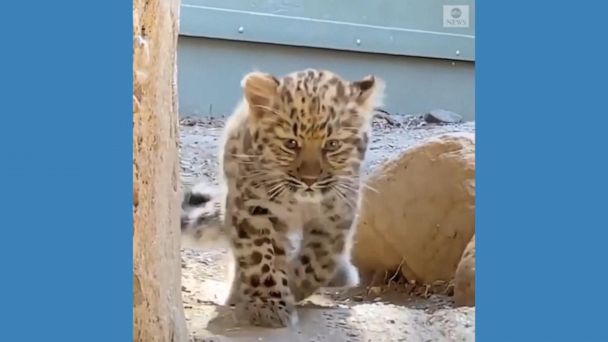 Video Amur cub makes zoo -