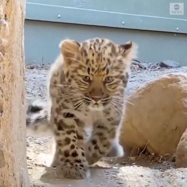 PHOTO: Marta, a three-month-old Amur leopard cub made her public debut at the Santa Barbara Zoo, playing with her mother, Ajax.