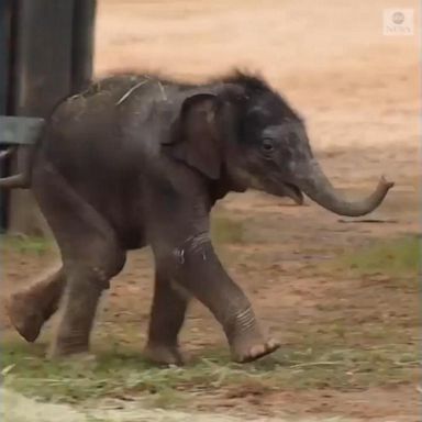 Caretakers say Brazos and his mother are doing well.