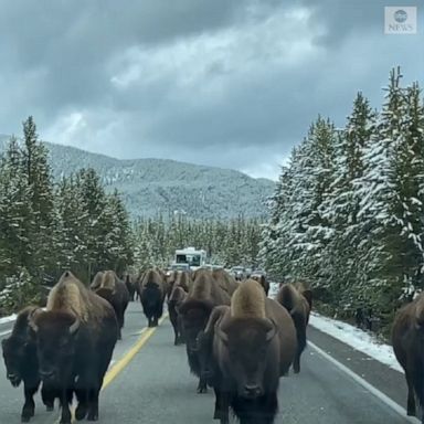 A herd of bison wandered up the road in Yellowstone National Park, making for a majestic sight for visitors.