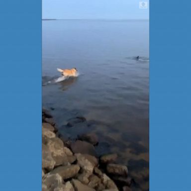 An excited dog in Florida couldn't resist jumping into the water when he spotted dolphins offshore.