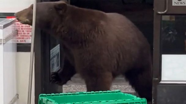 Video Bear visits California convenience store - ABC News