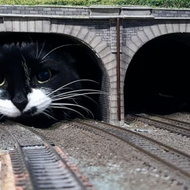 A model train enthusiast’s footage shows a kitty named Mittens make a surprise appearance on the tracks.