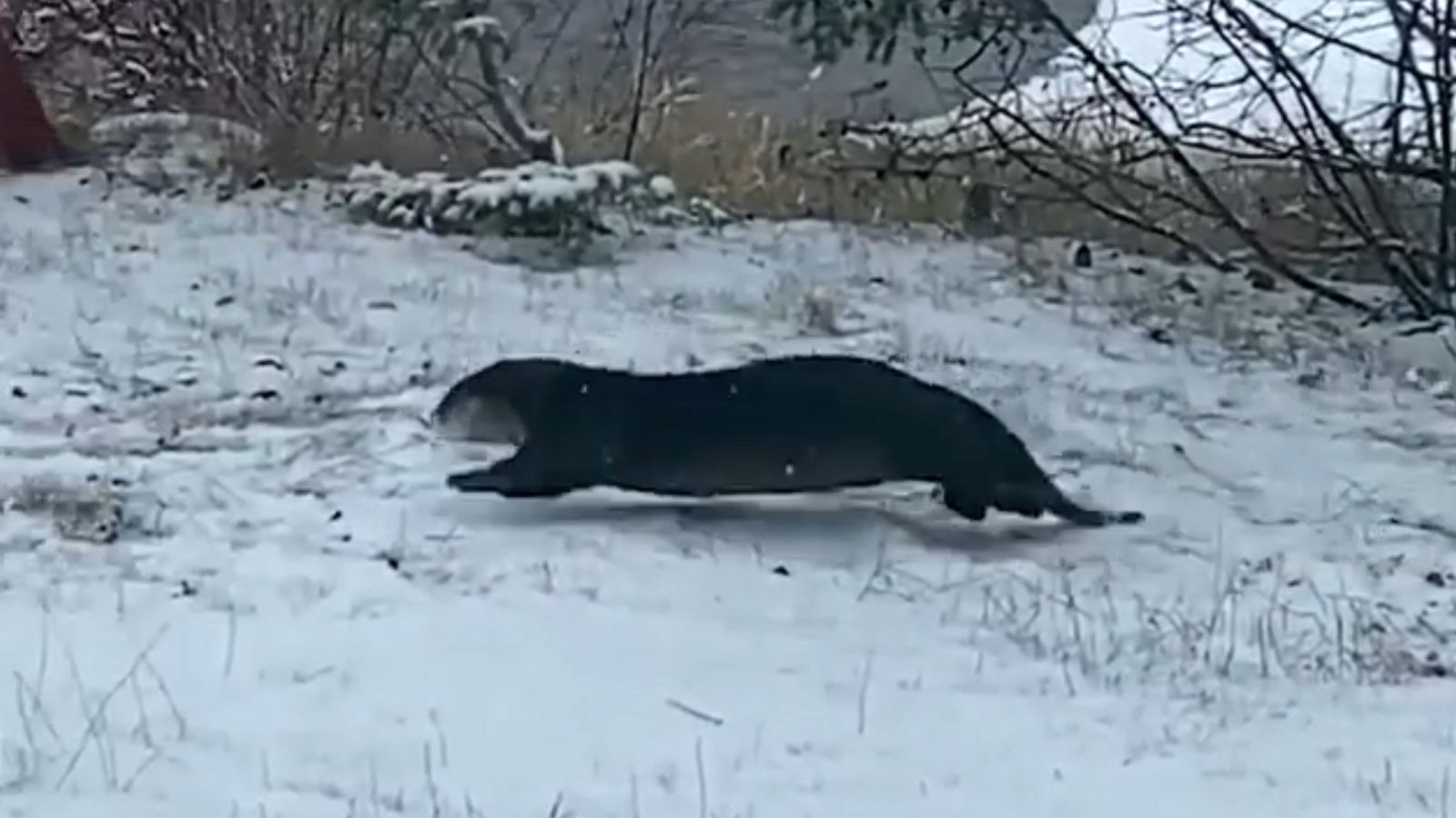 Otter frolics in fresh snow in Minnesota - Good Morning America