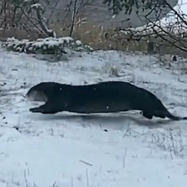 This playful otter was spotted frolicking in freshly fallen snow in Grand Marais, Minnesota.