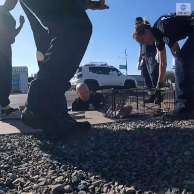 A six-week-old kitten was rescued from a storm drain in Phoenix after more than a week.