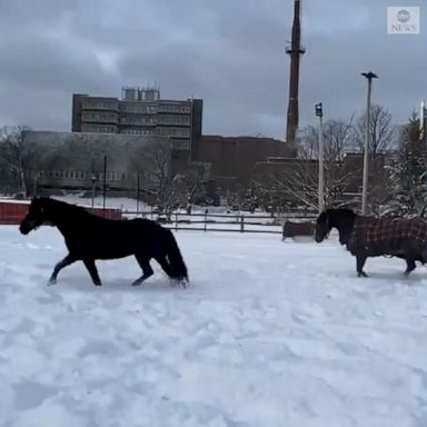 Horses enjoyed fresh snow at a riding school and therapeutic center in Halifax, Canada, as snow fell in parts of Nova Scotia.