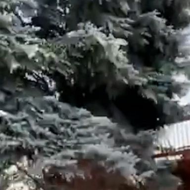 A tree fell onto a home in Colorado as wind speeds reached up to 100 mph in Colorado Springs, according to the National Weather Service.