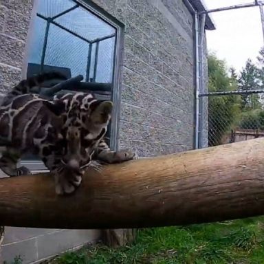 A zoo in Tacoma, Washington, welcomed an endangered clouded leopard cub for its conservation program.