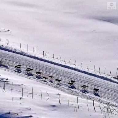 A drone video shows a team of sled dogs dashing through the snow near Oakley, Utah.