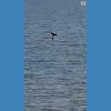 A whale spotted off the coast of South Carolina on Christmas Eve put on quite a show for beachgoers.