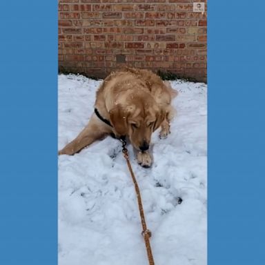 An excited golden retriever enjoyed his time in the backyard during the season's first snowfall in Chicago, Illinois.