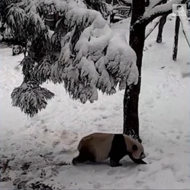 VIDEO: Pandas enjoy the snow at Smithsonian National Zoo