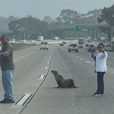 Animal rescuers, first responders and good Samaritans helped guide the stranded marine animal to safety.