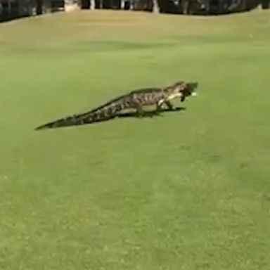 The alligator caused disruptions at the golf course in Bradenton, Florida.