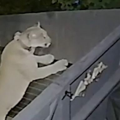 Home security cameras captured footage of a mountain lion believed to be P-22, one of the most famous big cats to roam Los Angeles.