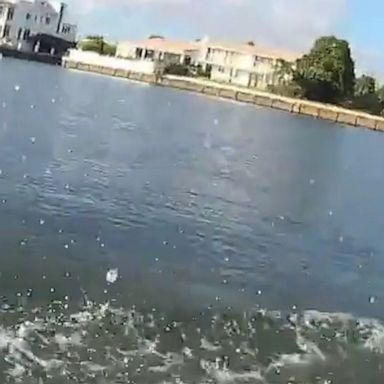 A Miami-Dade police officer responded to a call of a juvenile dolphin in distress, finding that it was trapped in a fishing net. After a brief struggle, the dolphin was successfully freed.