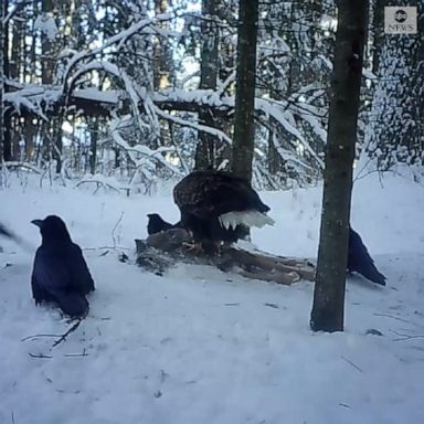 A young eagle's mealtime was interrupted when an older bald eagle swooped in.