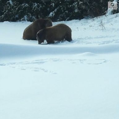 Red pandas, grizzly bears, snow leopards and other animals fully enjoyed the snow at Ohio's Akron Zoo.