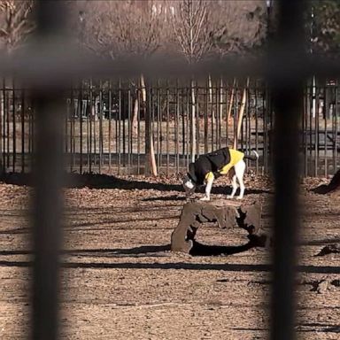 The dogs died from leptospirosis, a bacterial disease commonly transmitted by rodents, according to the city’s health department.