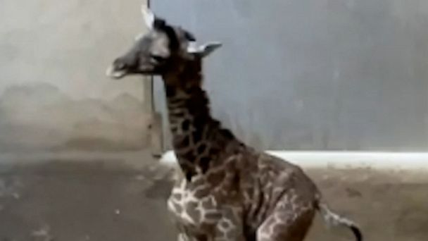 WATCH:  Baby giraffe takes first steps at Santa Barbara Zoo