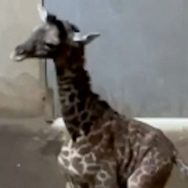 A giraffe takes its first wobbly steps within an hour of being born at California’s Santa Barbara Zoo.