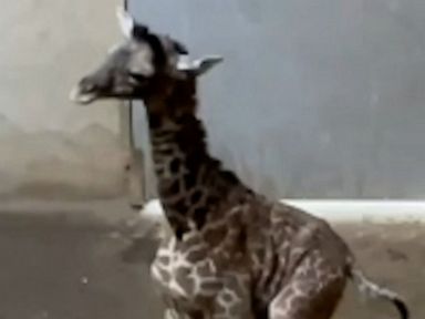 WATCH:  Baby giraffe takes first steps at Santa Barbara Zoo