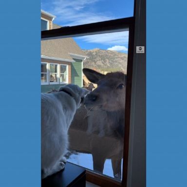 A house cat and an elk come face-to-face in Estes Park, Colorado. The kitty's caretaker says his pet "has become very fond of the elk."