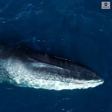 Whale watchers off the coast of California got up close and personal with an endangered fin whale, the second largest of the species behind blue whales.