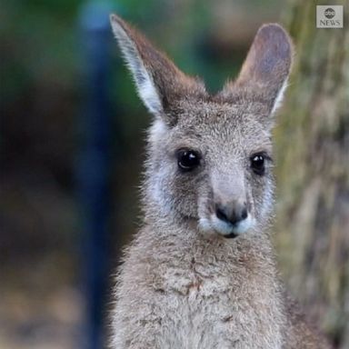 A kangaroo joey has been named Ash Barty in honor of the new Australian Open champion.