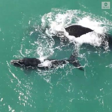 Drone footage captured two endangered right whales swimming off the coast of Vero Beach in Florida.