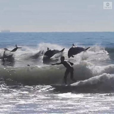 A pod of dolphins was seen leaping out of the water alongside the wave riders at a popular surf spot in California.