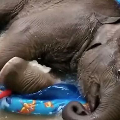 Watch what happened when an adorable baby elephant named Brazos decided to go for a swim in a kiddie pool.