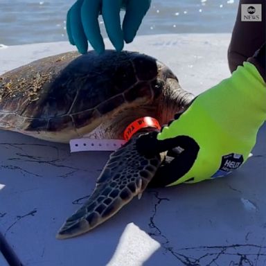 Hundreds of cold-stunned turtles were rescued from the Laguna Madre estuary in Texas after recent cold weather.