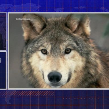 VIDEO: By the Numbers: Judge restores protections for gray wolves in US