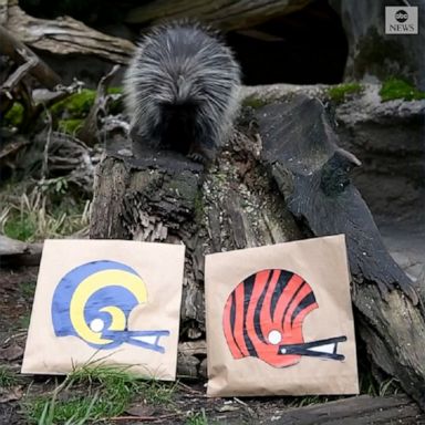 A porcupine at Northwest Trek Wildlife Park in Eatonville, Washington, predicted the winner of Super Bowl LVI by choosing between two bags full of treats decorated with the logos of the teams.