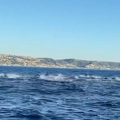 Whale watchers in California were treated to an incredible sight, when a large pod of dolphins was spotted racing their boat off the coast of Newport Beach.