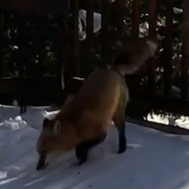 A sleeping fox woke up and eventually walked off a family’s deck in Colorado -- but not before frolicking in the snow.