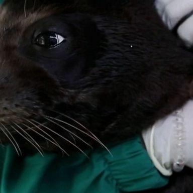 A four-month-old endangered seal pup named Evi was released back into the sea after undergoing months of treatment.