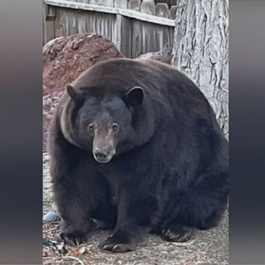 The 500-pound bear has ransacked nearly 30 homes in Lake Tahoe over the last few months. 