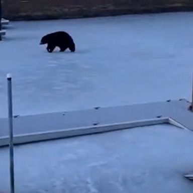 A 500-pound bear startled a family who had been enjoying their hot tub in South Lake Tahoe, California.