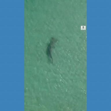 A hammerhead shark was spotted swimming beneath paddleboarders in Palm Beach, Florida.