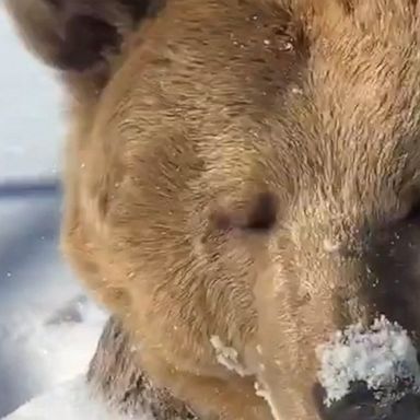 This bear at a sanctuary in New York is as done with the winter weather as the rest of us.