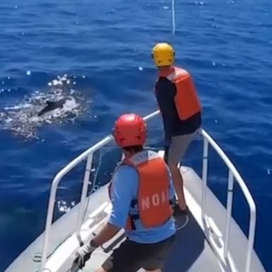 A female humpback whale traveling with a male and a calf has been rescued after it was found entangled in a line with a large bundle of marine debris attached.