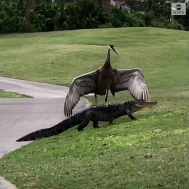 A golfer spotted a sandhill crane guiding an alligator off a golf course in Orlando. 