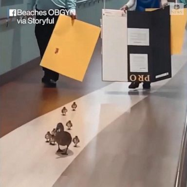 VIDEO: Mother duck and ducklings escorted out of Florida OBGYN