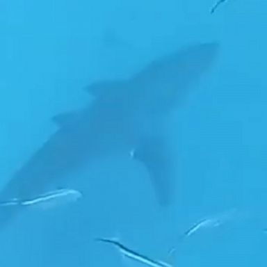 A snorkeler gets up-close and personal with a Great White off the Florida coast.